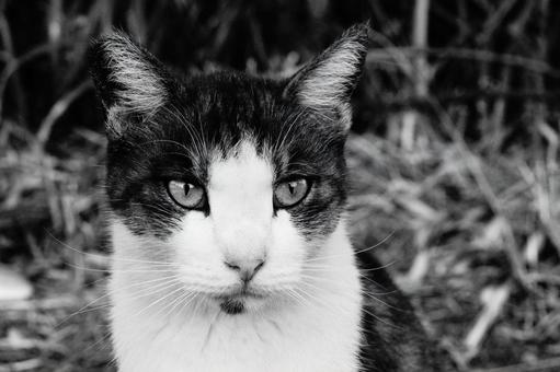 ねこの顔 ねこ,顔,動物の写真素材