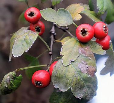 サモモ サンザシ,果実,植物の写真素材