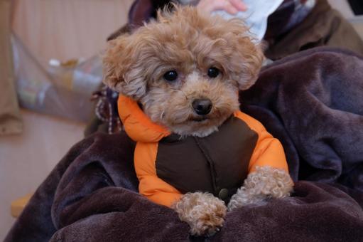 アウトドア/犬とキャンプ40 アウトドア/犬とキャンプ40の写真