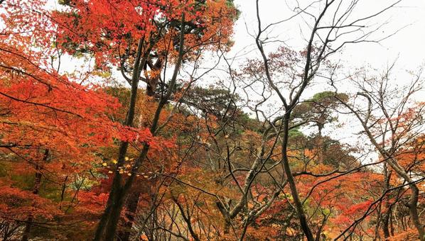 もみじの紅葉 もみじの紅葉の写真
