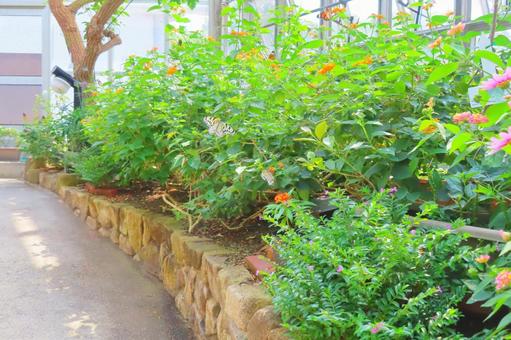 【広島県】広島市森林公園のパピヨンドーム 【広島県】広島市森林公園のパピヨンドーム オオゴマダラ,蝶,景色の写真素材