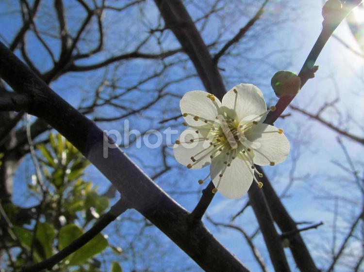 梅の花と青空 梅の花,春の花,春の季節の写真素材