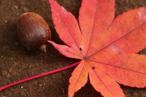 もみじとドングリ モミジ,紅葉,ドングリの写真素材