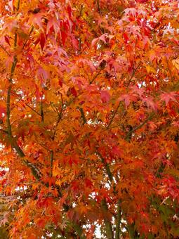 紅葉したもみじ もみじ,紅葉,赤い葉の写真素材