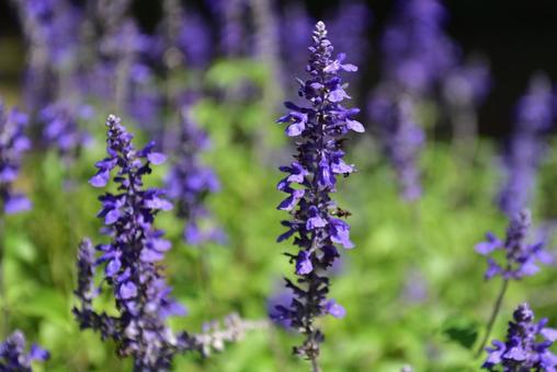 サルビアの花 サルビアの花 サルビア,花,紫の写真素材