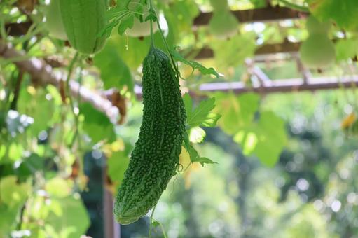 棚になる緑のゴーヤの実のアップの写真