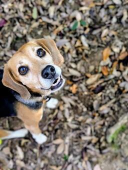 ねぇお母さん、次どこ行く？ 犬,ビーグル,秋の写真素材