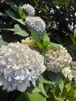 Photo, hydrangea, blue, white, 