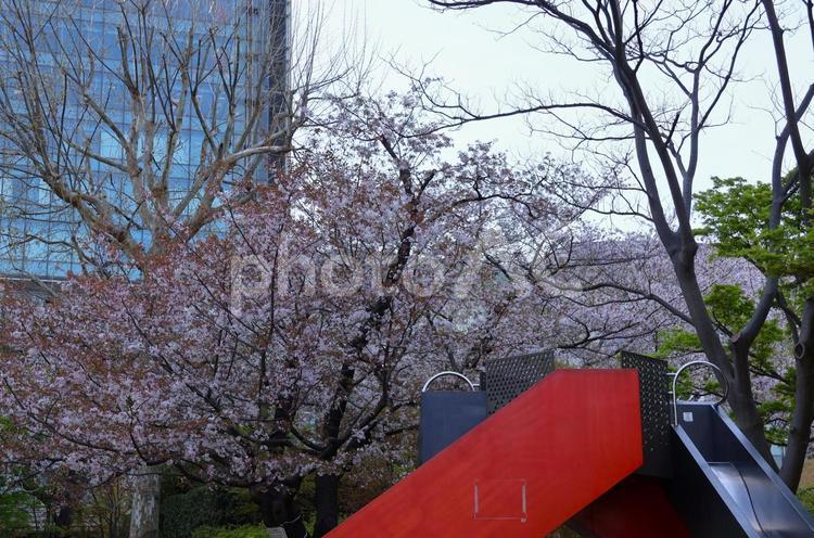 ４月上旬の東京港区立檜町公園の桜 背景,桜,花の写真素材