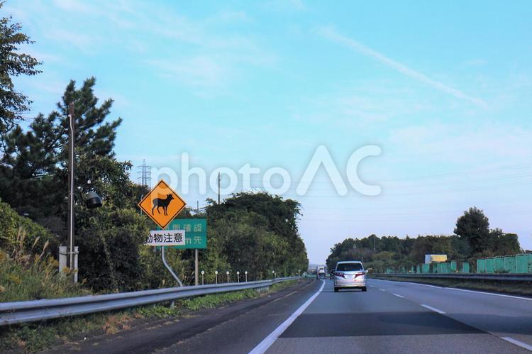 動物注意　標識 　東名高速道路 道路,動物注意,交通標識の写真素材