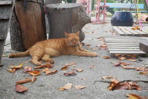 猫 猫の写真