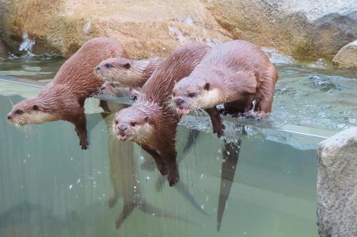 コツメカワウソファミリー コツメカワウソファミリー 山口,山口県,徳山の写真素材