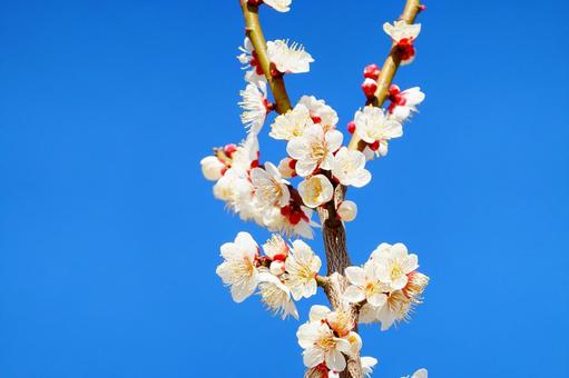 Kyoto sprouting plum blossoms, plum, plum, ume, JPG