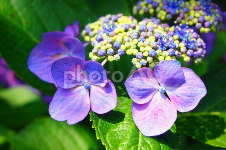 あじさいの季節 紫陽花,梅雨,アジサイの写真素材