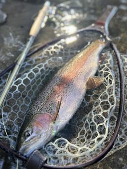 虹鱒が釣れたよ 虹鱒が釣れたよの写真