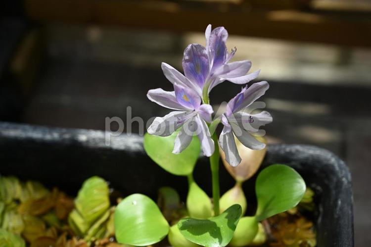 初めてのホテイアオイ ホテイアオイ,水草,可愛いの写真素材