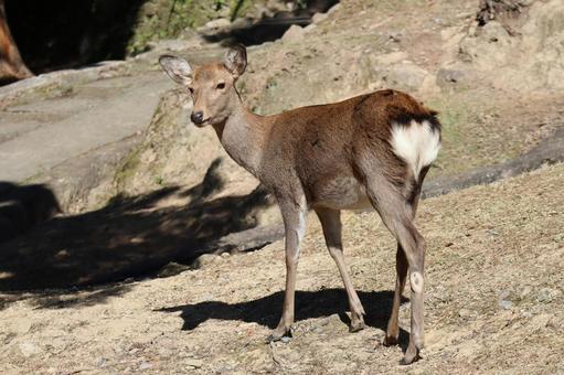 山を歩く野生の鹿のいる風景 山,歩く,野生の写真素材