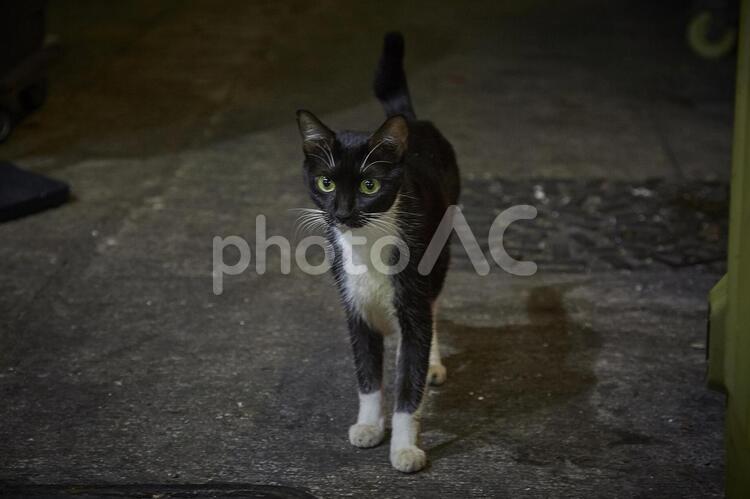 香港の路地裏にいる白黒の野良猫 1,おかしいです,キャットの写真素材