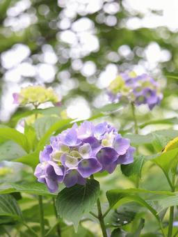 Hydrangea, JPG Hydrangea, JPG