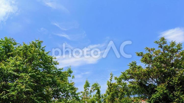 青い空と木 空,晴れ,風景の写真素材