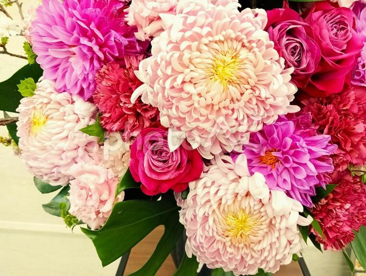 ピンク色の花のフラワーアレンジメント　2 ピンク,ダリア,植物の写真素材
