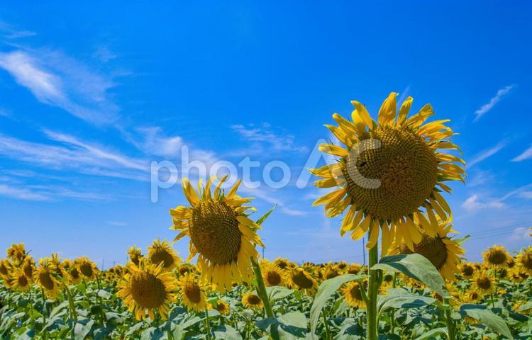 夏イメージ〜青空とヒマワリ畑 夏イメージ,ひまわり,ひまわり畑の写真素材