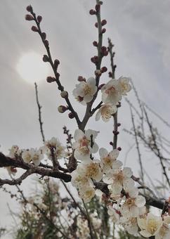梅の花 梅の花の写真