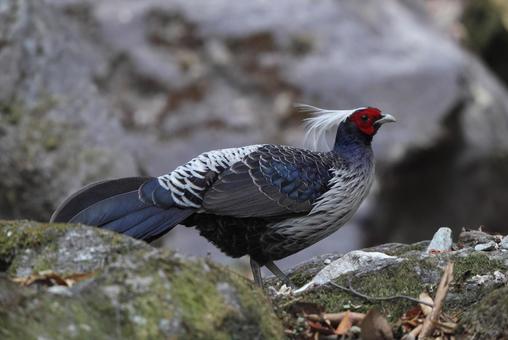 Photo, miyama hakkan (subspecies of lemon orange, citrus depressa), pheasant, male, 