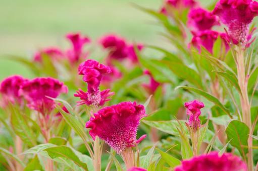 ケイトウ⑹ ケイトウ⑹ 花,ケイトウ,植物の写真素材
