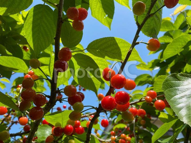 木に実った桜桃 さくらんぼ,果物,植物の写真素材