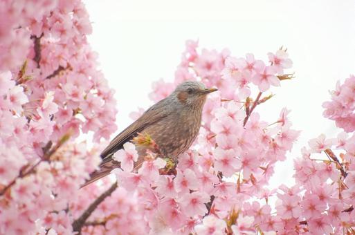桜と鳥 桜と鳥の写真