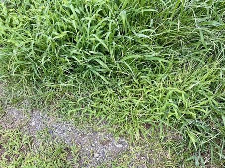 雑草 雑草 雑草,草,道草の写真素材