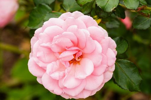 秋のバラ(22) 秋のバラ(22) 花,バラ,秋の写真素材