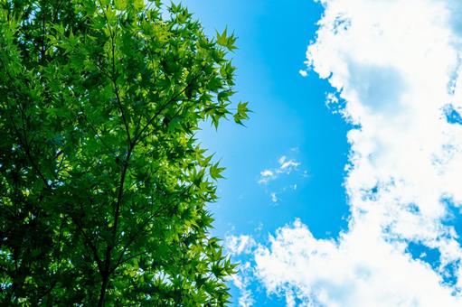 涼しげな新緑の紅葉と青空 涼しげな新緑の紅葉と青空 紅葉,モミジ,夏空の写真素材