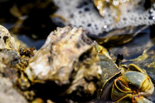 Photo, tideland, creatures, crab, 