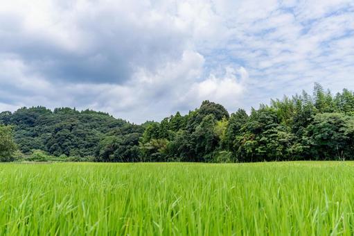 夏の緑と青い空 夏の緑と青い空 青空,雲,空の写真素材