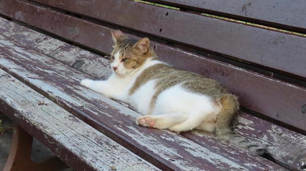 ベンチに寝そべって夕涼み中のもふもふな猫 ベンチに寝そべって夕涼み中のもふもふな猫の写真