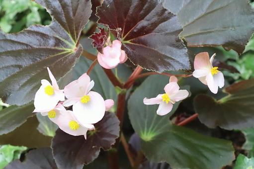 植物 ベゴニア 植物 ベゴニア ベゴニア,花,植物の写真素材