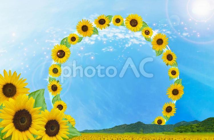 夏の綺麗な空に花咲くヒマワリの丸フレーム 向日葵,ヒマワリ,夏の写真素材