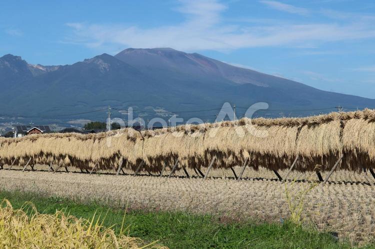 佐久市からの浅間山　秋の風景 佐久市,さく,浅間山の写真素材