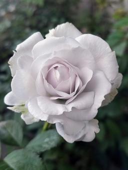 ベランダのバラ・ポルトブルー バラ,薔薇,ポルトブルーの写真素材