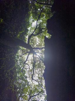 バリバリ岩 バリバリ岩,岩,裂け目の写真素材