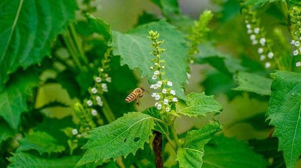 ハチとシソの花 ハチとシソの花の写真