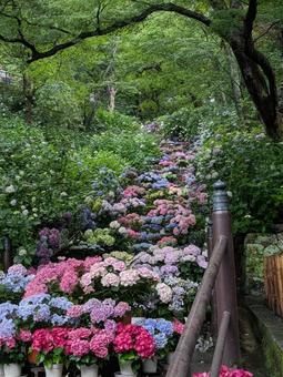 紫陽花回廊 花,草,自然の写真素材