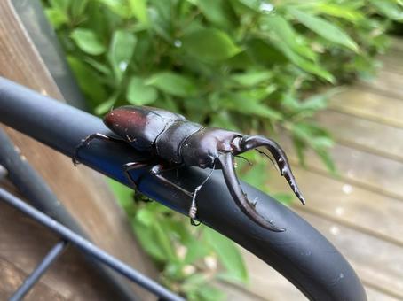 ノコギリクワガタ ノコギリクワガタの写真