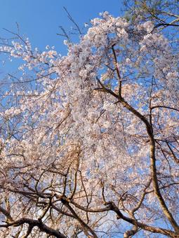 Scenery with cherry blossoms, JPG