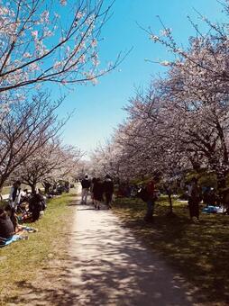 花見 花見の写真