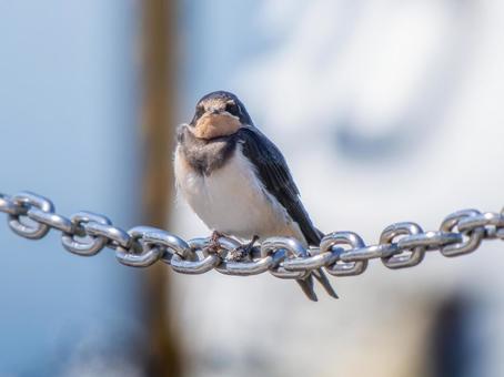 鎖にとまるツバメ 鎖にとまるツバメの写真