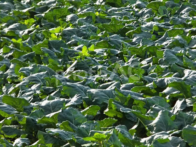 野菜畑のイメージ 畑,野菜,イメージの写真素材