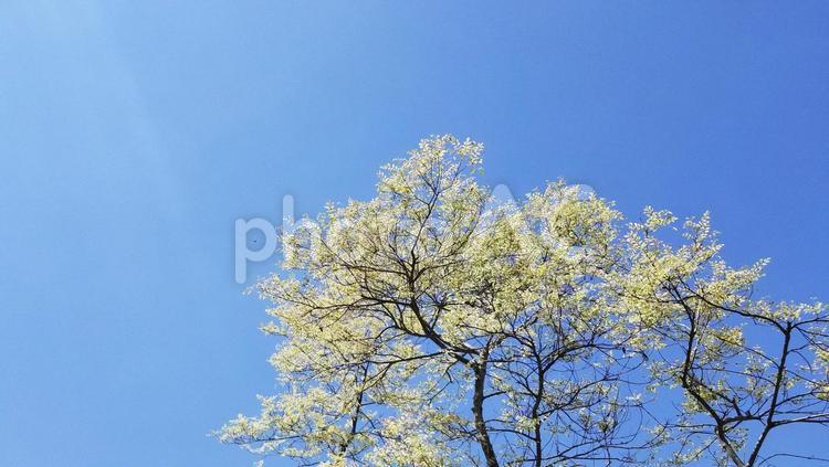 テクチャー画像（空と木） 空,木,秋の写真素材